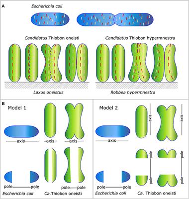 Is Longitudinal Division in Rod-Shaped Bacteria a Matter of Swapping Axis?